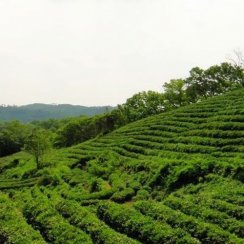 茶园基地
